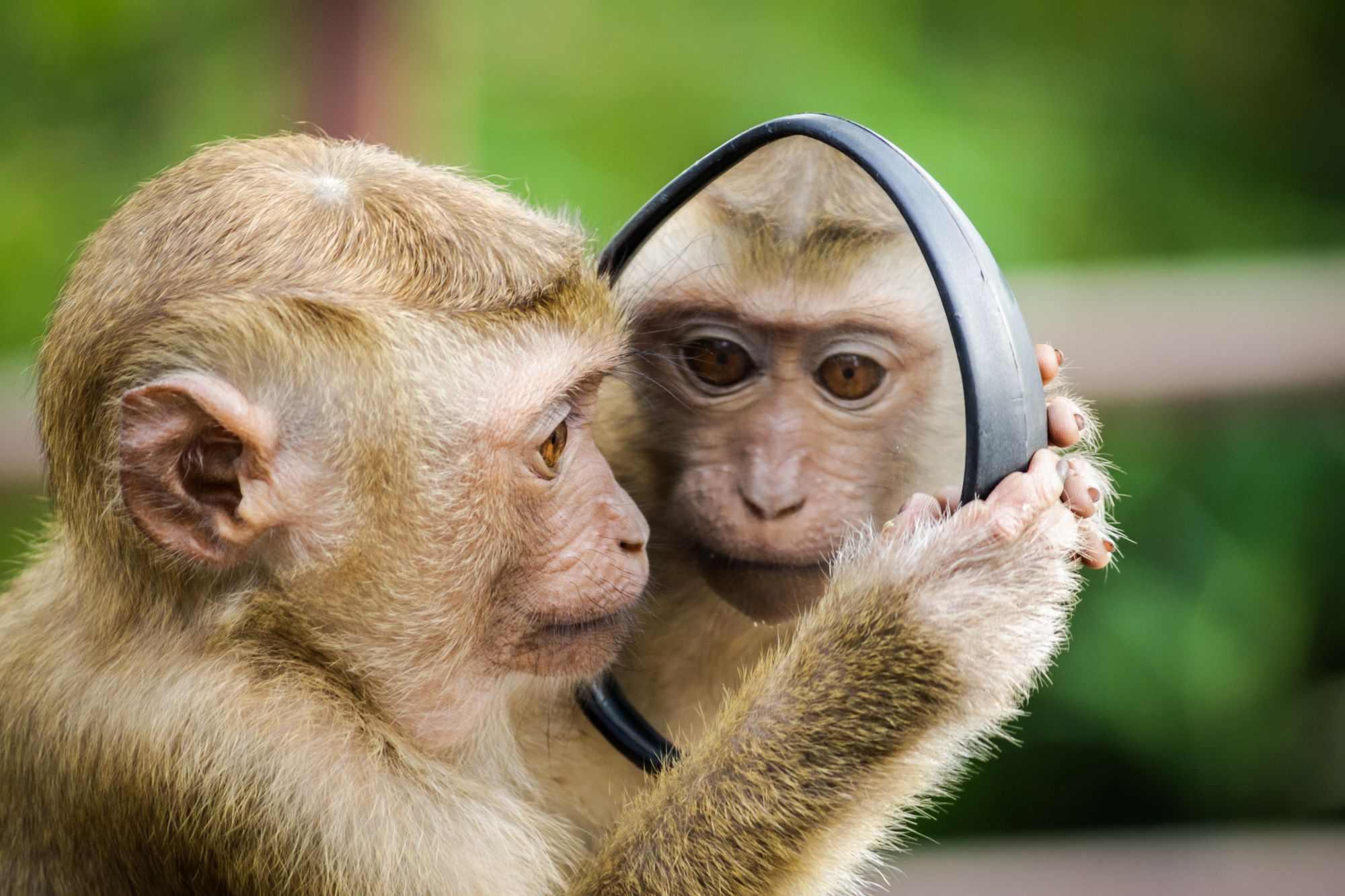 Monkey holding a mirror and staring at their reflection.