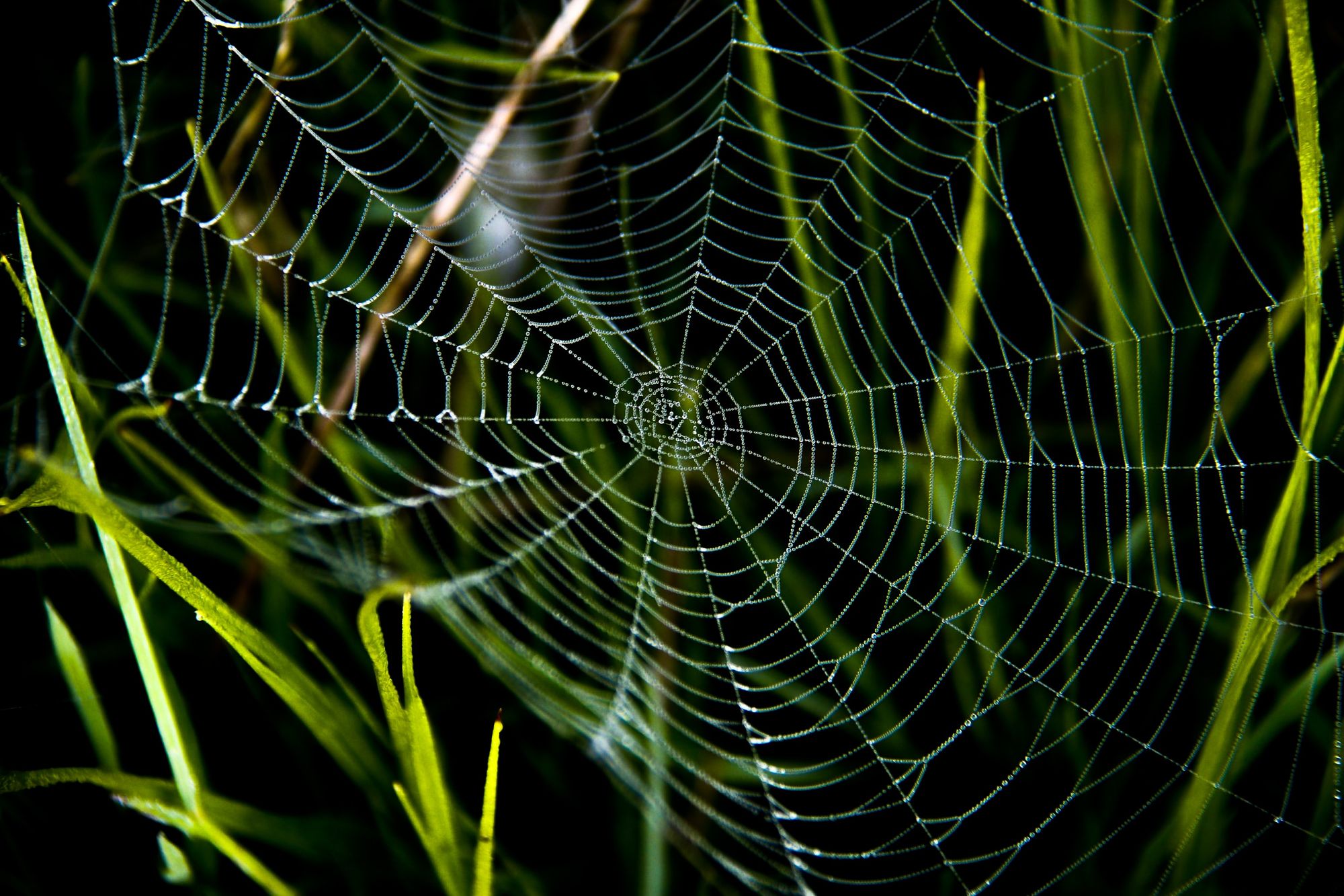 Spider web strung across grass leaves.