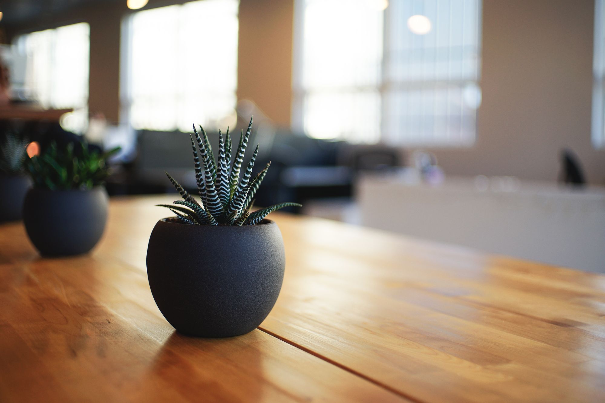 Wooden table with two succulent plants on it.