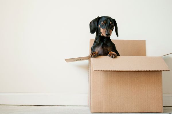 Brown box with a dog peeking out.