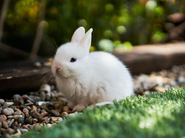 White bunny sitting on pebbles next to a patch of grass.